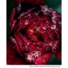 Sihl 3684 Photo Gloss Paper - Image 2